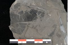 Foto (Detailansicht) von Dictyophyllum obtusilobum Sch. (NHMW-GEO-2024-0188-10505)